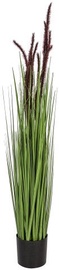 Home4you Bouquet Herbarium With Pot In Garden H100 Brown 83838