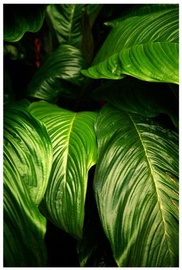 Home4you Print Picture Nature 40x60cm Palm Leaves 2