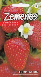 Sēklas zemenes temptation