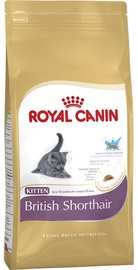 Royal Canin FBN Kitten British Shorthair 10kg