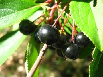 ARONIJA KRŪMU