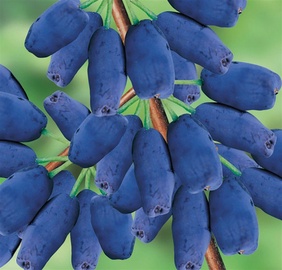 sausserdis