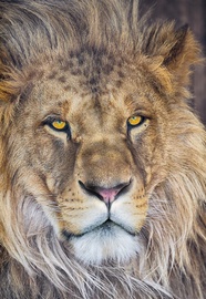 FOTOTAPETE 1-619 LION NG 127X184CM