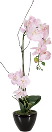Home4you Orchid 2 In Garden H50 73738 Light Pink