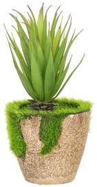 Home4you Green Plant In Garden H18cm Cactus Brown Pot