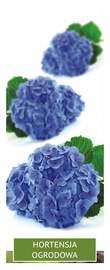 KRŪMS HORTENZIJA ZILA TELLER BLUE