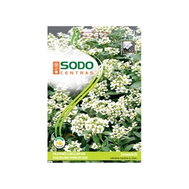 Jūrmalas sudrabzāles sēklas Sodo Centras Snowcloth, 0.5 g