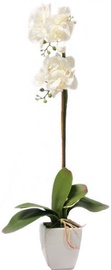 Home4you White Orchid 1 Double Knotted H75cm