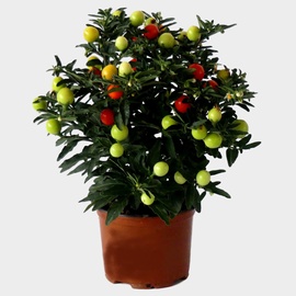 PAPRIKA HARILIK SALSA P10,5