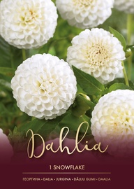 DĀLIJAS SNOWFLAKE BALTAS