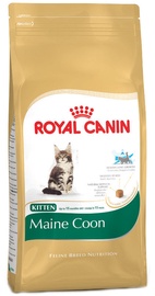 Royal Canin FBN Kitten Maine Coon 10kg
