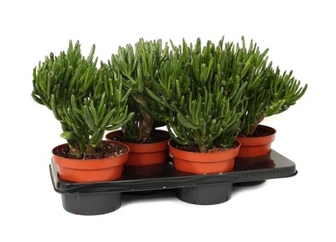 PUKU PODS (SODO CENTRAS)
