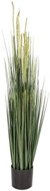 Home4you Bouquet Herbarium With Pot In Garden H100 White 83835