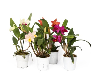 Puķe Cattleya mix 12 cm