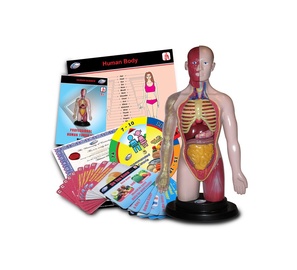 ROTAĻU KOMPL. HUMAN TORSO 36098