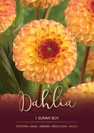 DĀLIJAS SUNNY BOY DZELTENAS