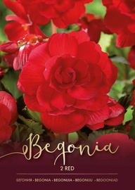 BEGONIJAS SARKANAS 4/5