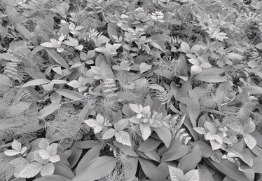 FOTOTAPETE SD914 368X254