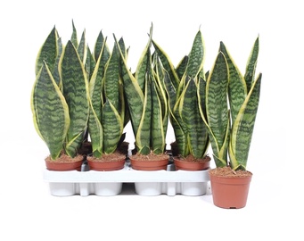 puku pods (SODO CENTRAS)