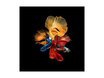 Signal Meble Betta II Glass Painting 80x80cm