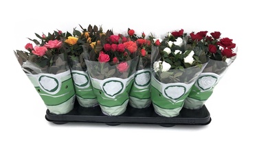 ZIEDS VAZONE ROŽĖS D10 H10-20CM (SODO CENTRAS)