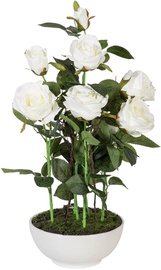 Home4you Roses In Garden With White Pot H53cm White