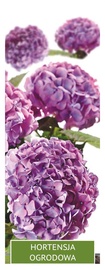HORTENZIJA VIOLETĀ NIKKO BLUE