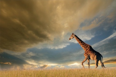Signal Meble Giraffe Glass Painting 120x80cm