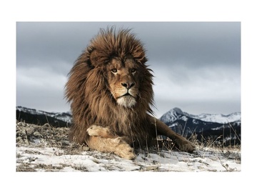 Signal Meble Lion Glass Painting 120x80cm