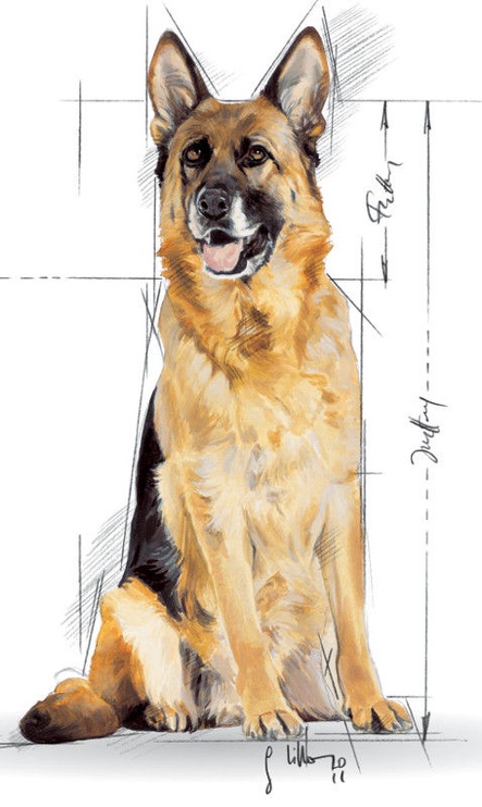 Sausā suņu barība Royal Canin, vistas gaļa, 15 kg