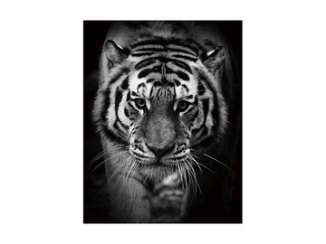 Signal Meble Tiger Glass Painting 80x120cm