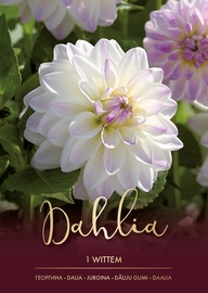 DĀLIJAS WITTEM BALTAS/LILLĀ