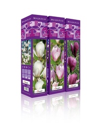 KRŪMS MAGNOLIJA DAŽĀDI VEIDI