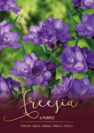 FRĒZIJAS VIOLETAS 5/+