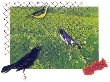 Apsauginis tinklas nuo paukščių, plastikinis, žalias, 4 x 5 m