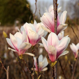 Krūms magnolija