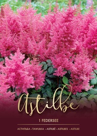 ASTILBES FEDERSEE KARMĪNA ROZĀ