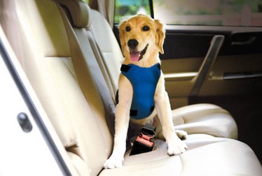Autode turvavööd loomadele Record Car Safety Strap For Dog, sinine
