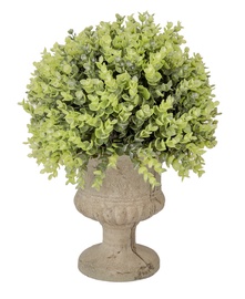 Home4you Buxus Green Plant In Pot H35cm Green