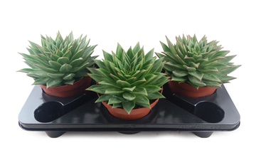 puku pods (SODO CENTRAS)