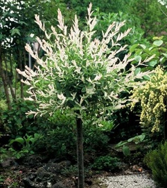 Koks vītols Nikishi, 100 - 120 cm, Ø 19 cm
