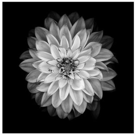 Home4you Print Picture Nature 40x40cm Black&White Flower 77811