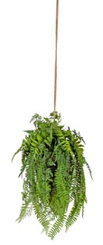 Home4you Buxus Hanging Plant In Pot H55cm