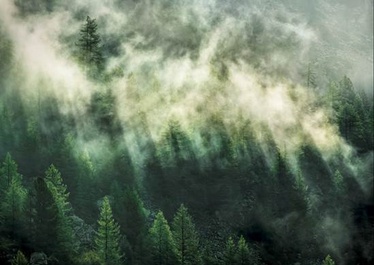 TAPETES FOTO X71003 350x250CM Misty Crowns