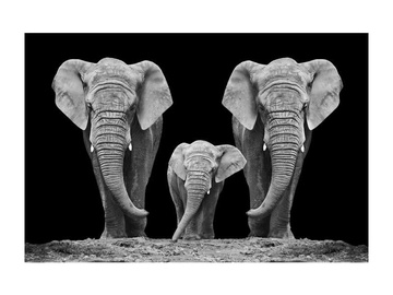 Signal Meble Elephant Family Glass Painting 120x80cm