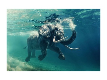 Signal Meble Elephant Glass Painting 120x80cm