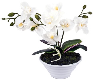 Home4you White Orchid 3 knotted H30cm