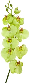 Home4you Decorative Branch Orchid H107cm Green