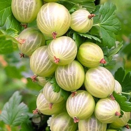 Ērkšķogas zaļās