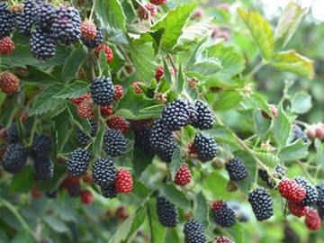 KAZENES
